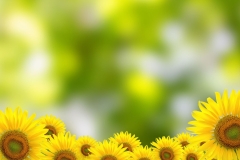 1_landscapes-11